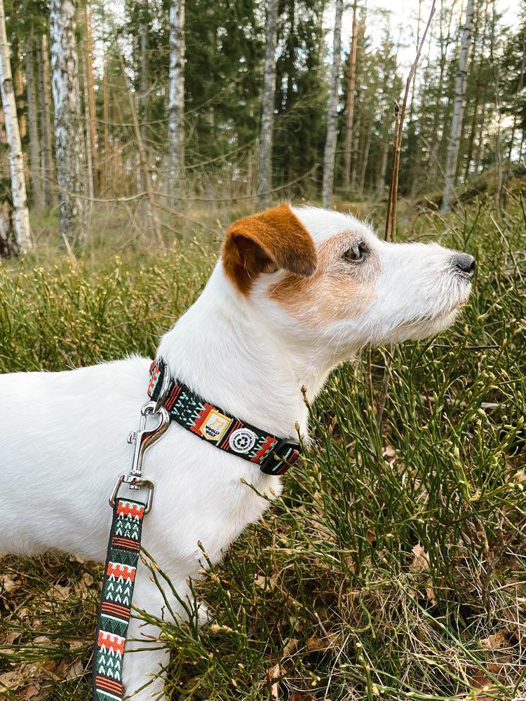 Woodlandcollarandleash_ca86a859-b45d-4fc5-877b-ebc369429dd6_1800x1800