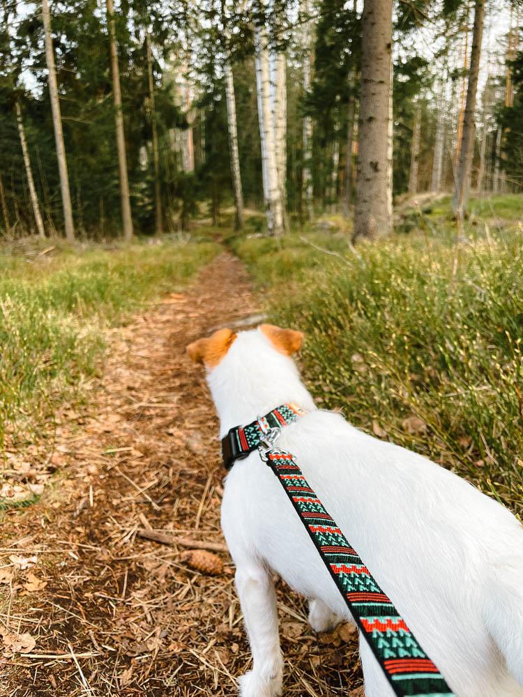 Woodlandleashandcollar_1800x1800