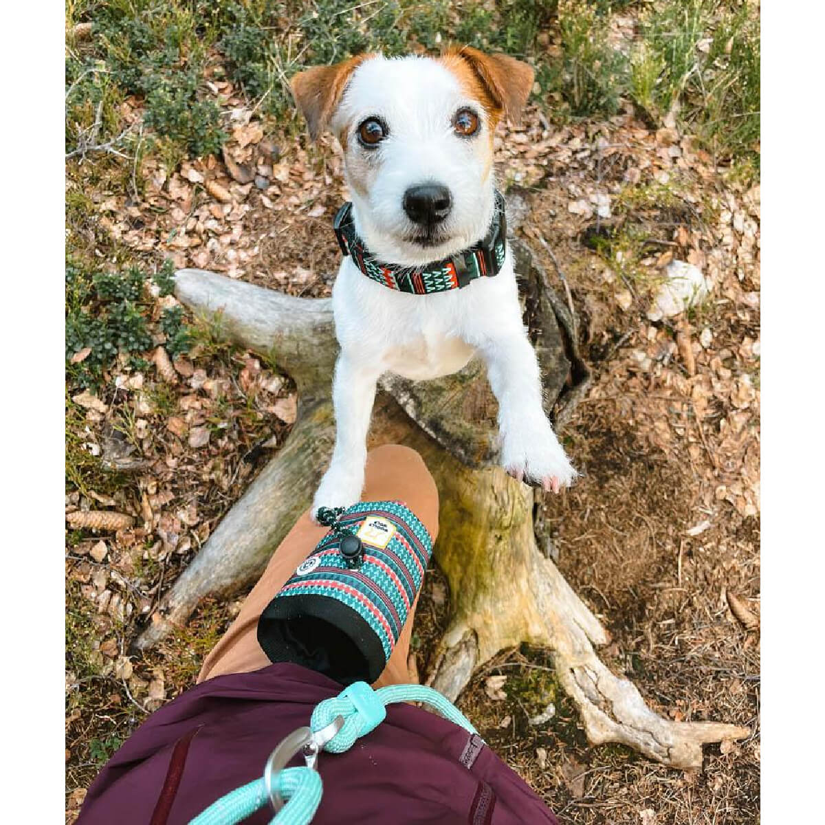 woolly-wolf-woodland-leash-snack-bag-collar-duo-bowl (1) (1)