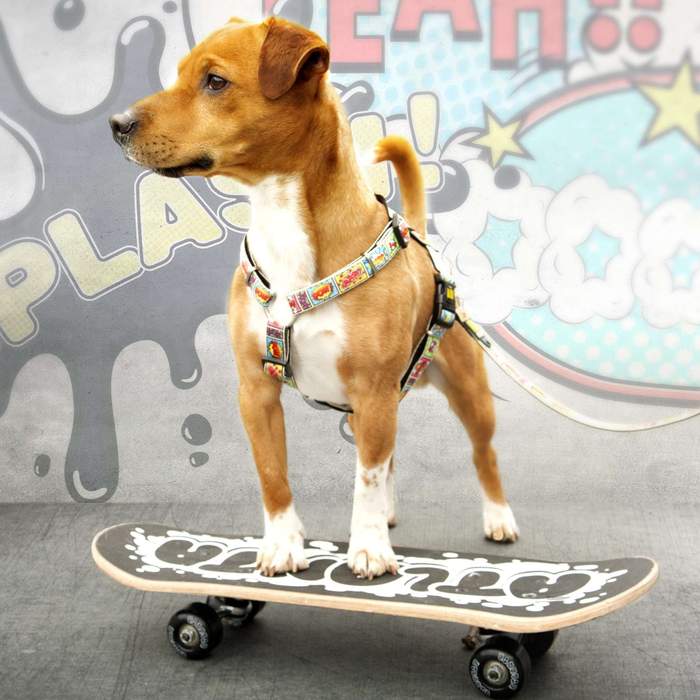 DogandH-harness_700x700