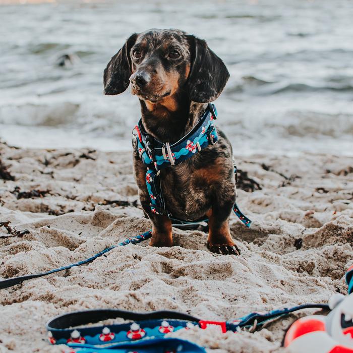 frenzytheshark_mood_harness_1_700x700