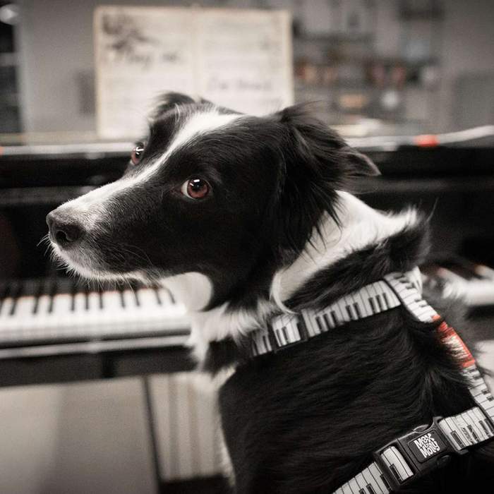 Piano_4px_700x700