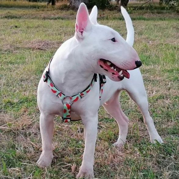 WATERMELON_MOOD_Harness_6_700x700