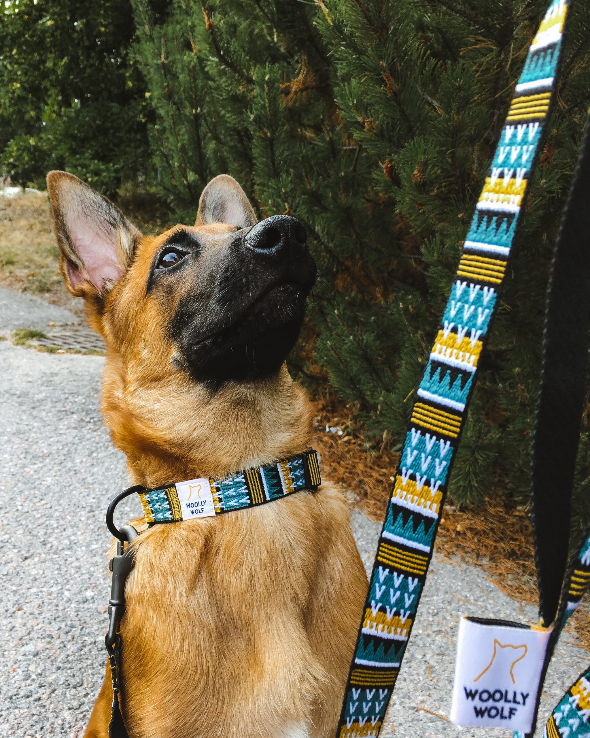 woolly-wolf-odigos-leash-woods-kolaro-collar