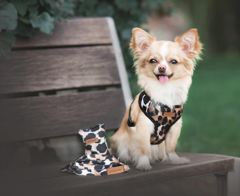 amiplay-leopard-photo-harness-scout-treat-dispenser