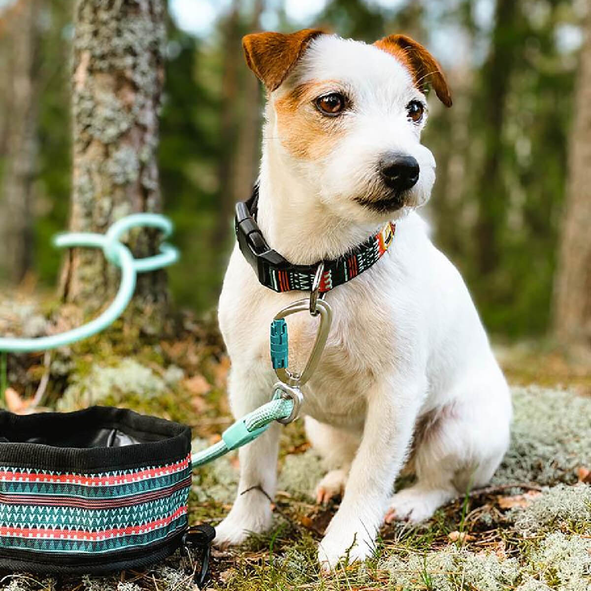 woolly-wolf-collar-perilaimio-skulou-leash-green-mint-odigos-peripatou-skulou-duo-bowl-woodland Σκυλακι που φοράει το περιλαίμιο απο την σειρά Woodland, τον οδηγό περιπάτου ανακυκλωμενο σχοινι Recycled robe leash Green Mint όλα απο την εταιρεία Woolly Wolf