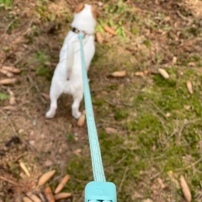 Σκύλος που φοράει τον οδηγό περιπάτου Recycled Rope Leash- Mint Green της Woolly Wolf