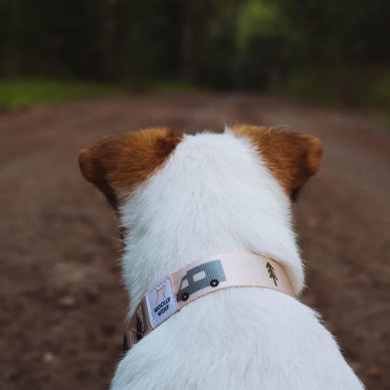 woolly-wolf-vanitylife-collar-perilaimio-skulou