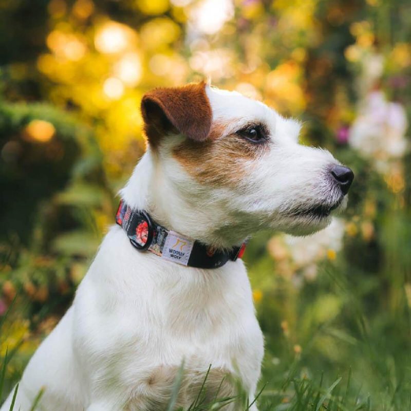 woolly-wolf-wild-rose-collar-perilaimio-skulou1 (1)