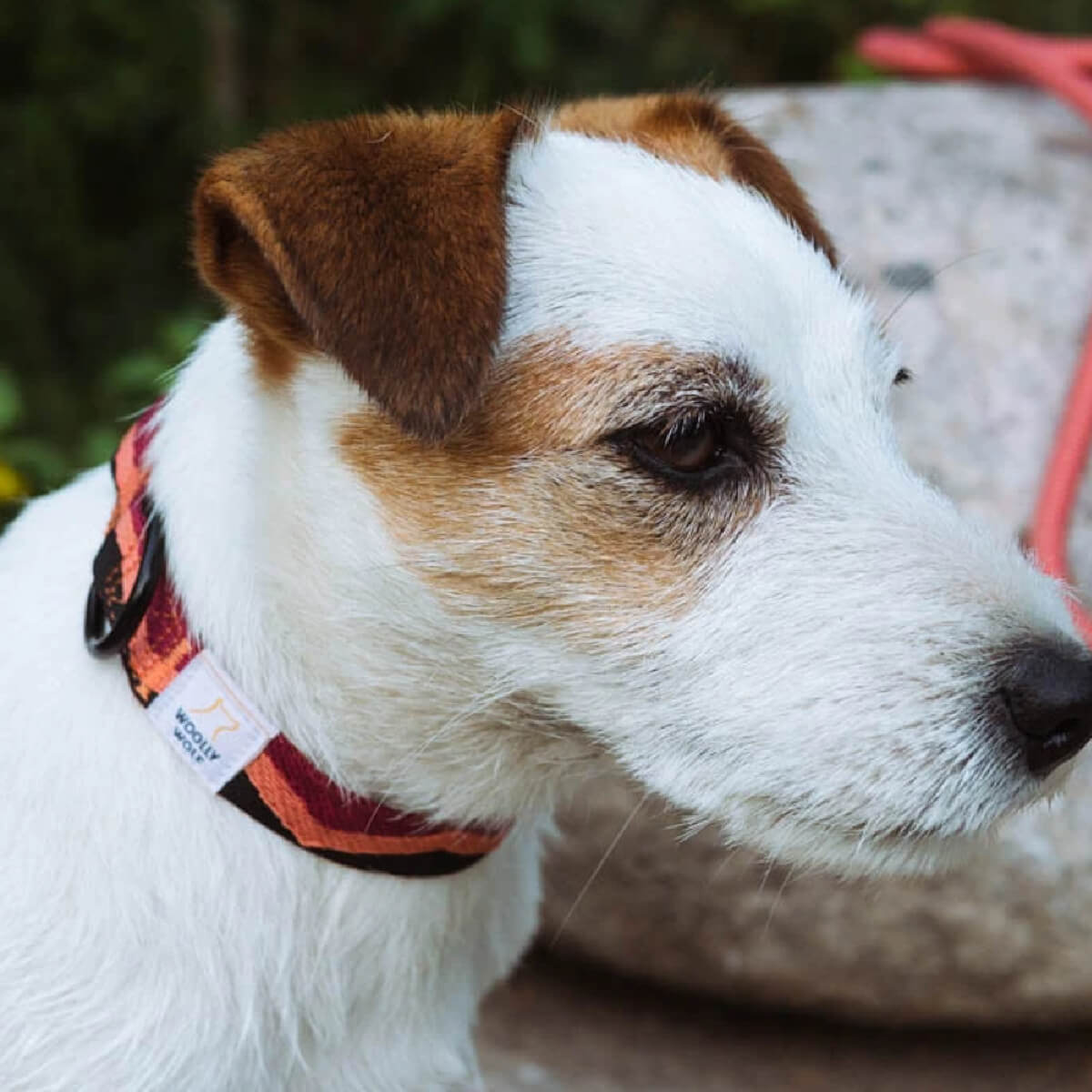 woolly-wolf-peaks-collar-perilaimio-skulou-kolaro-cranberry (1) Περιλαίμιο-λουρί σκύλου απο την εταιρεία Woolly Wolf Και την σειρα Peaks Woven Cranberry Αξεσουαρ για την βόλτα απο ανακυκλωσιμα υλικά.