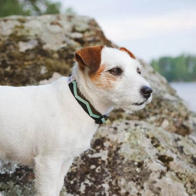 Περιλαίμιο-λουρί σκύλου απο την εταιρεία Woolly Wolf Και την σειρα Peaks Woven Eucalyptus. Αξεσουαρ για την βόλτα απο ανακυκλωσιμα υλικά.