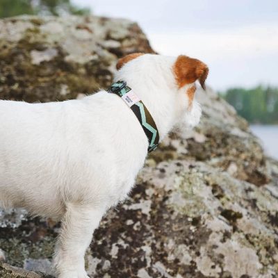 Περιλαίμιο-λουρί σκύλου απο την εταιρεία Woolly Wolf Και την σειρα Peaks Woven Eucalyptus. Αξεσουαρ για την βόλτα απο ανακυκλωσιμα υλικά.
