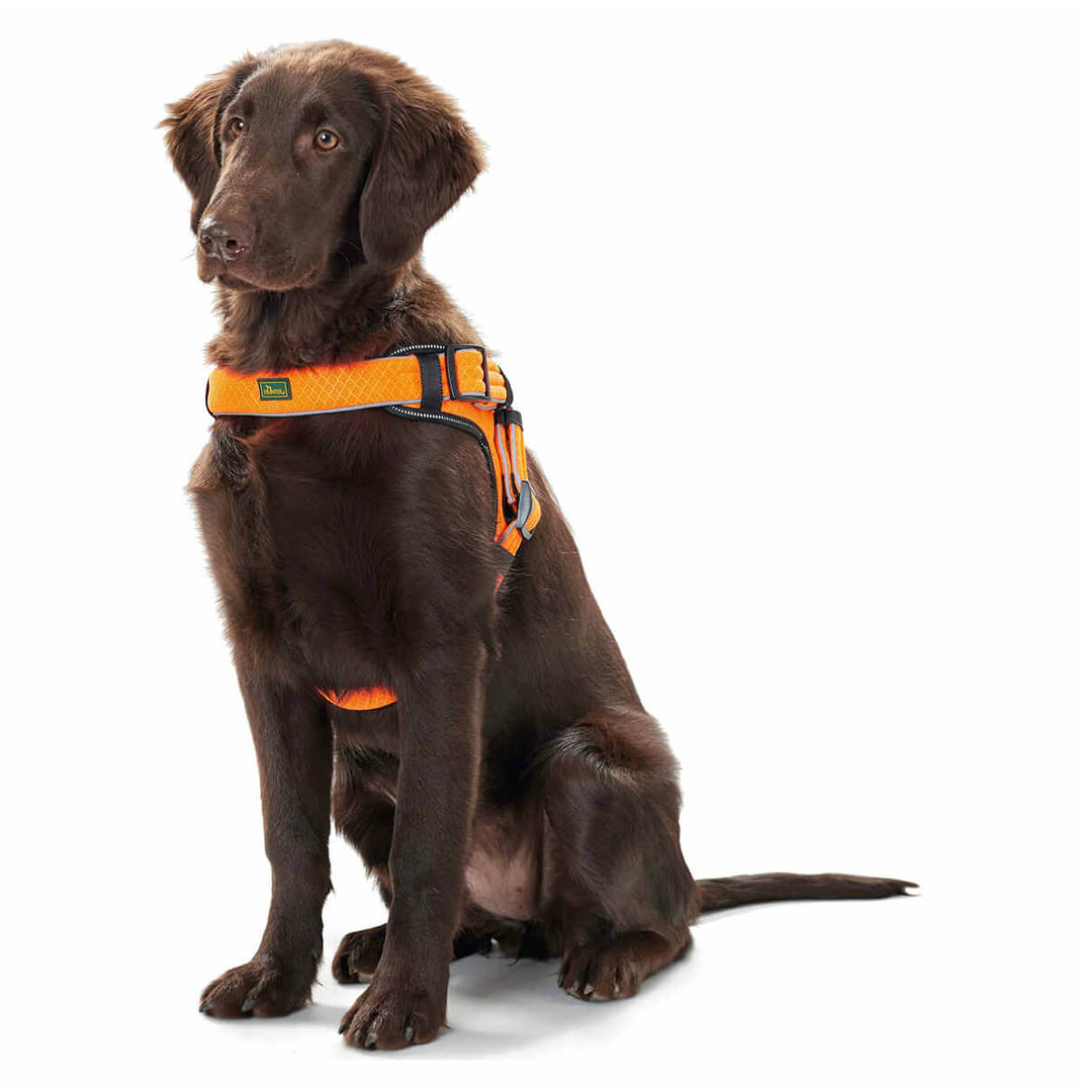 hunter-samaraki-skylou-harness-portokali-orange-manoa-vario-quick-light-lifestyle Απεικόνιση σκύλου με το σαμαράκι, manoa-easy-vario-quick-light.