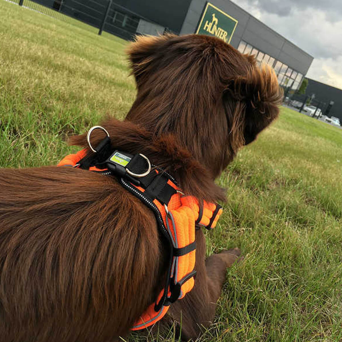 hunter-samaraki-skylou-harness-portokali-orange-manoa-vario-quick-light-lifestyle-brandnamehunter Απεικόνιση σκύλου με το σαμαράκι, manoa-easy-vario-quick-light και το brand Hunter