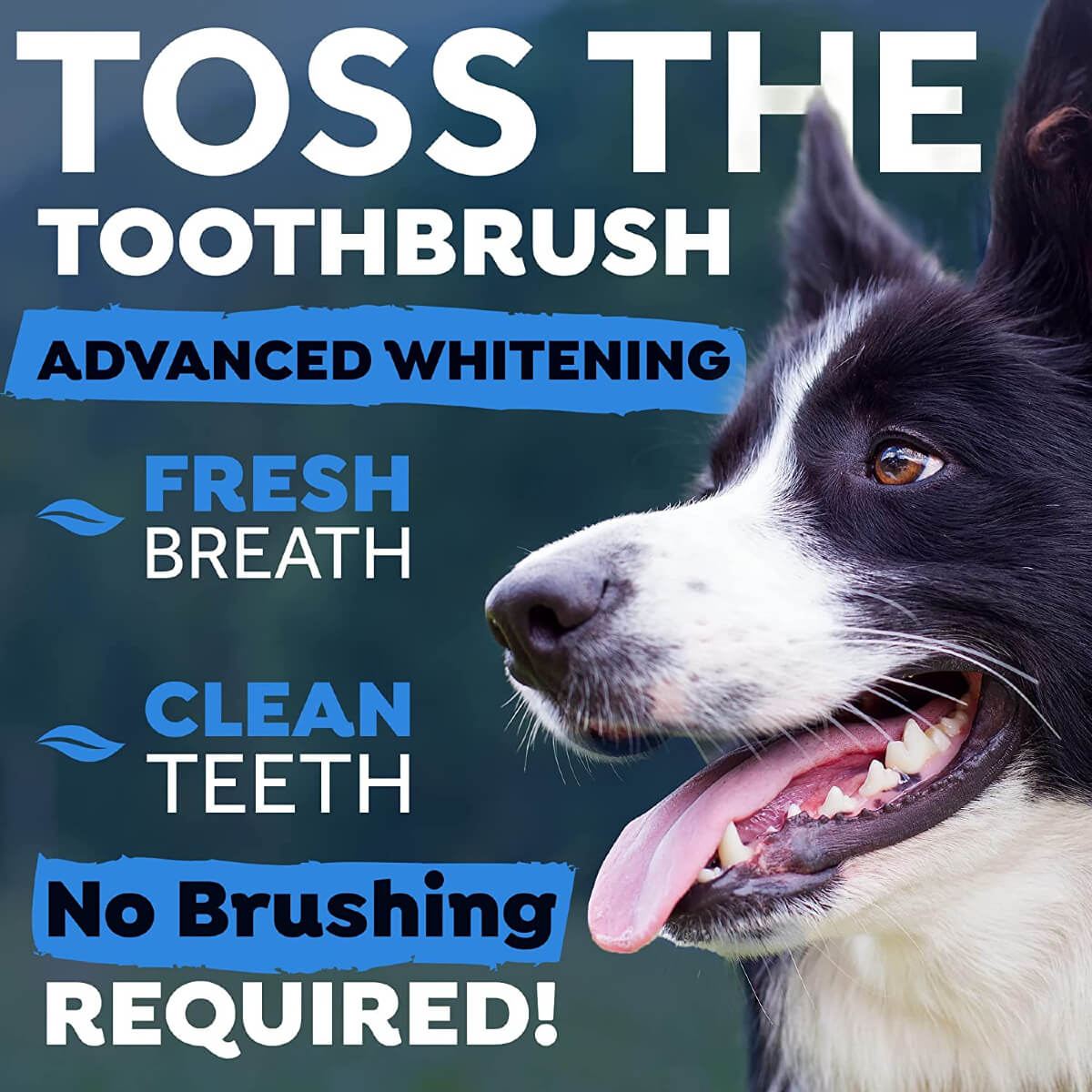 tropiclean-fresh-breath-whitening-label-etiketa-ingredients-sinthesi Πρόσθετου Νερού από την Tropiclean, - Dental Health Solution Advanced Whitening,για στοματική υγεία και δροσερή αναπνοή. Με τεχνολογία 3D MICROGUARD, διαλύει, καταστρέφει και αμύνεται κατά της πλάκας.Ετικέτα προϊόντος με χαρακτηριστικά